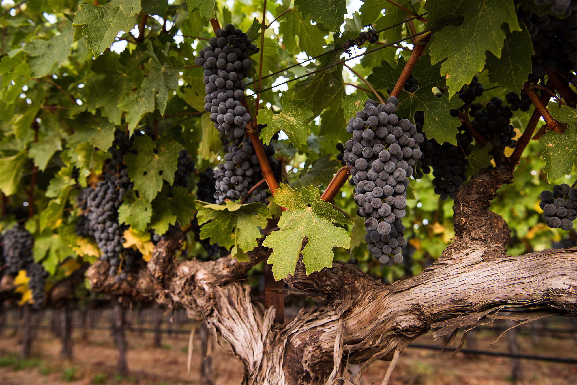 Cabernet grape cluster on vine