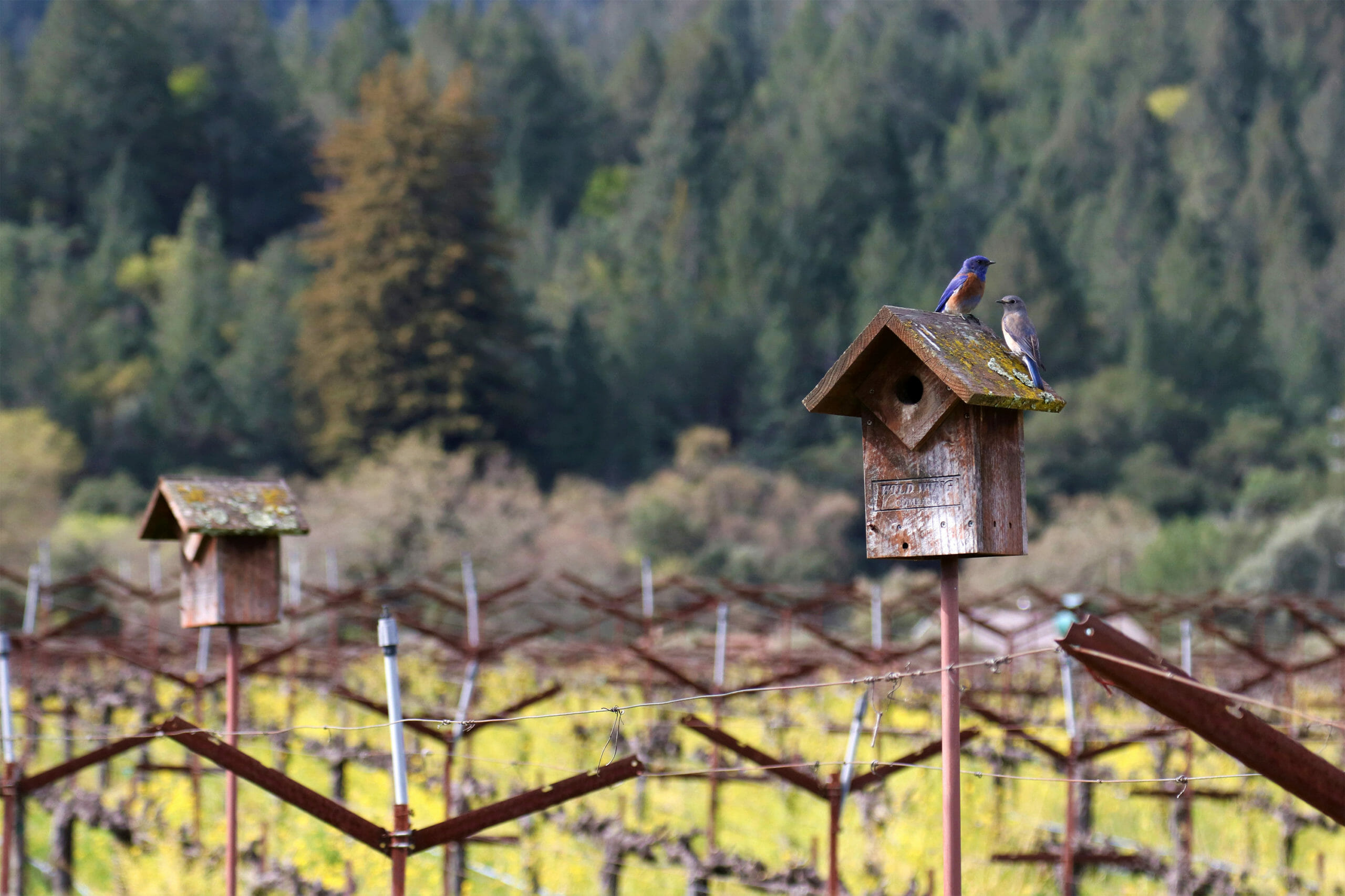 SPW Birdhouse and Birds in vineyard