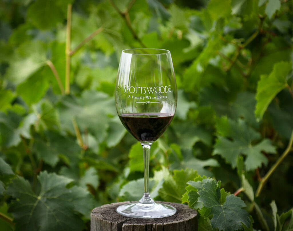 Wine Glass in Vineyard