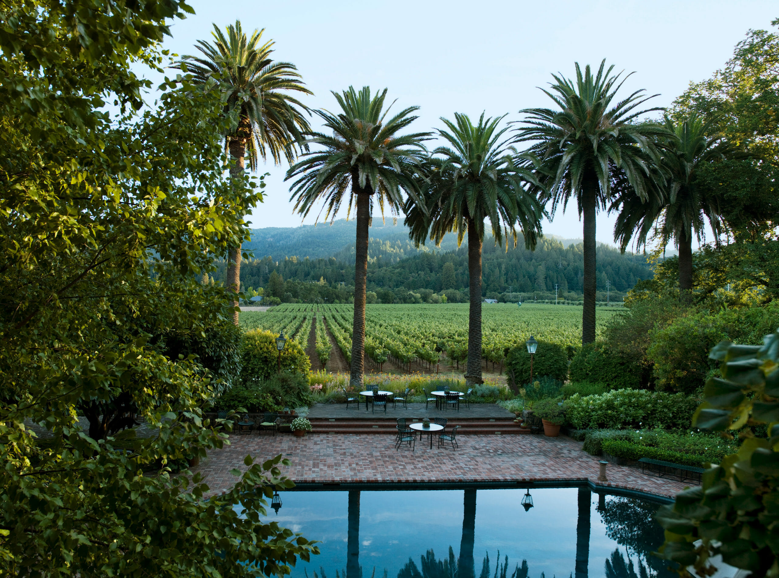 SPW Palm Trees and Vineyard