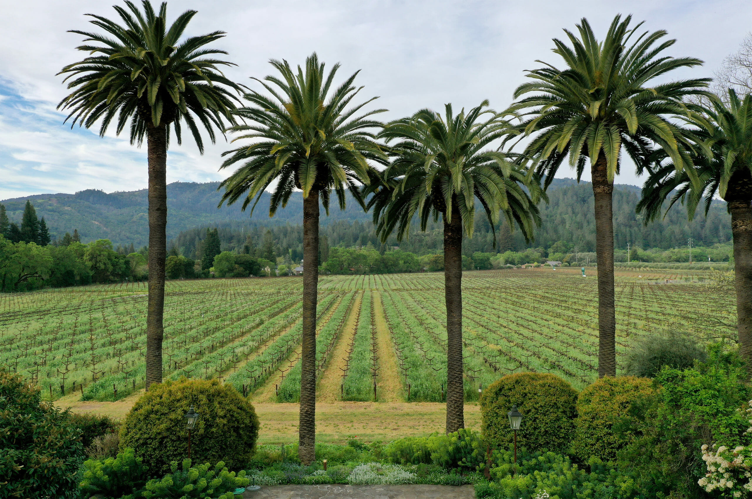 Spottswoode Vineyard with Palm Trees