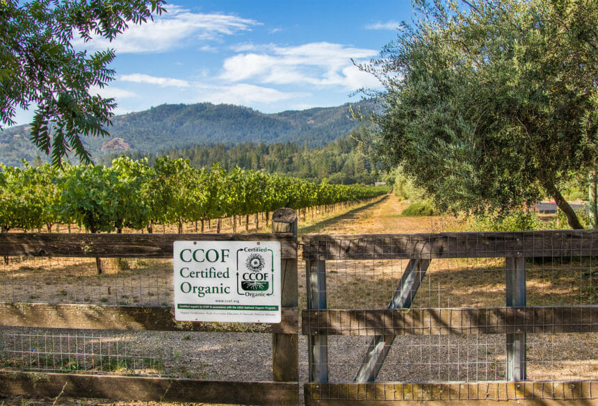 Organic Vineyard - Spottswoode Winery